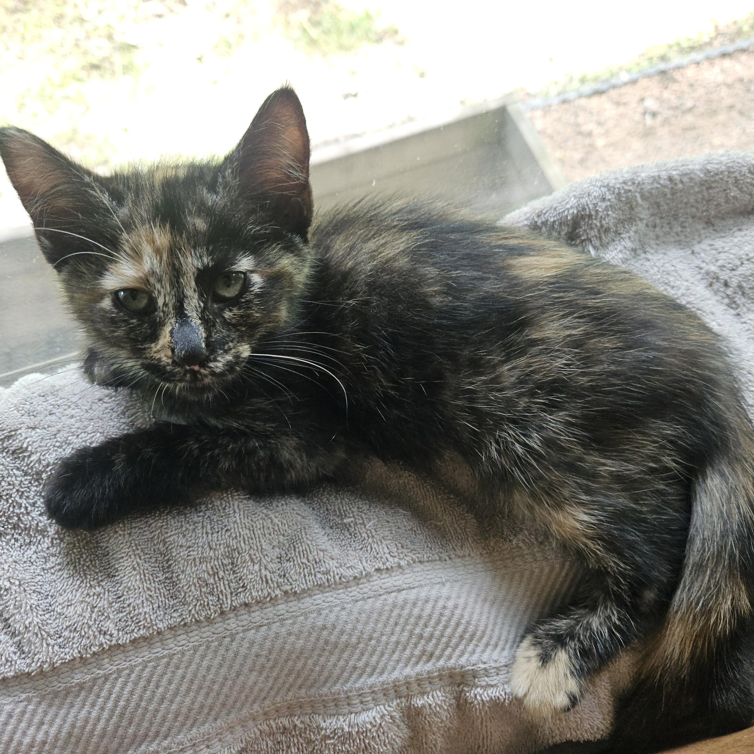 Brookie, a ADOPTABLE Domestic Short Hair in Watertown, WI image 2/3