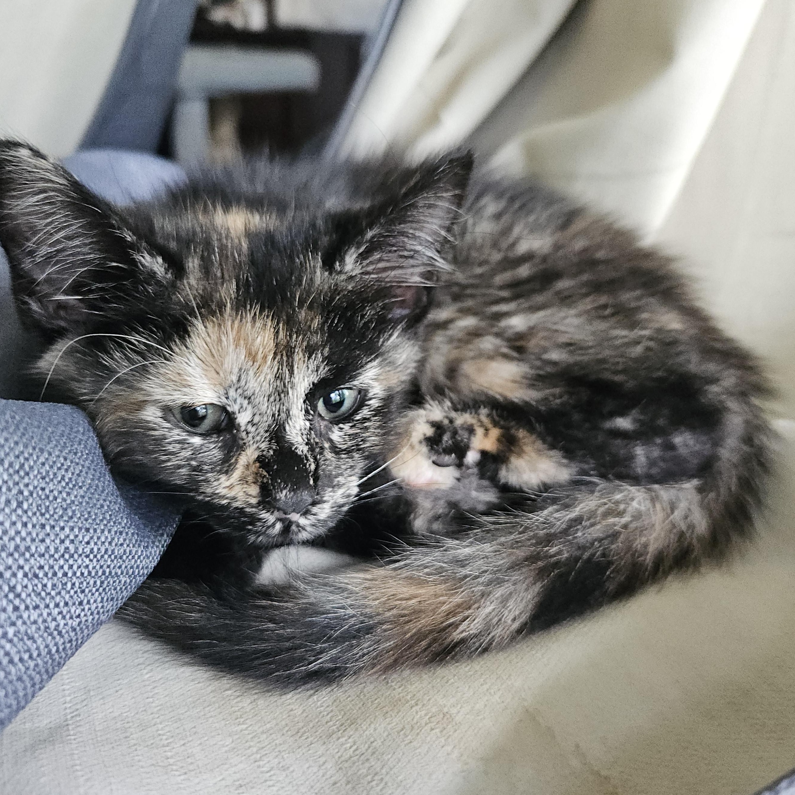 Brookie, a ADOPTABLE Domestic Short Hair in Watertown, WI image 3/3