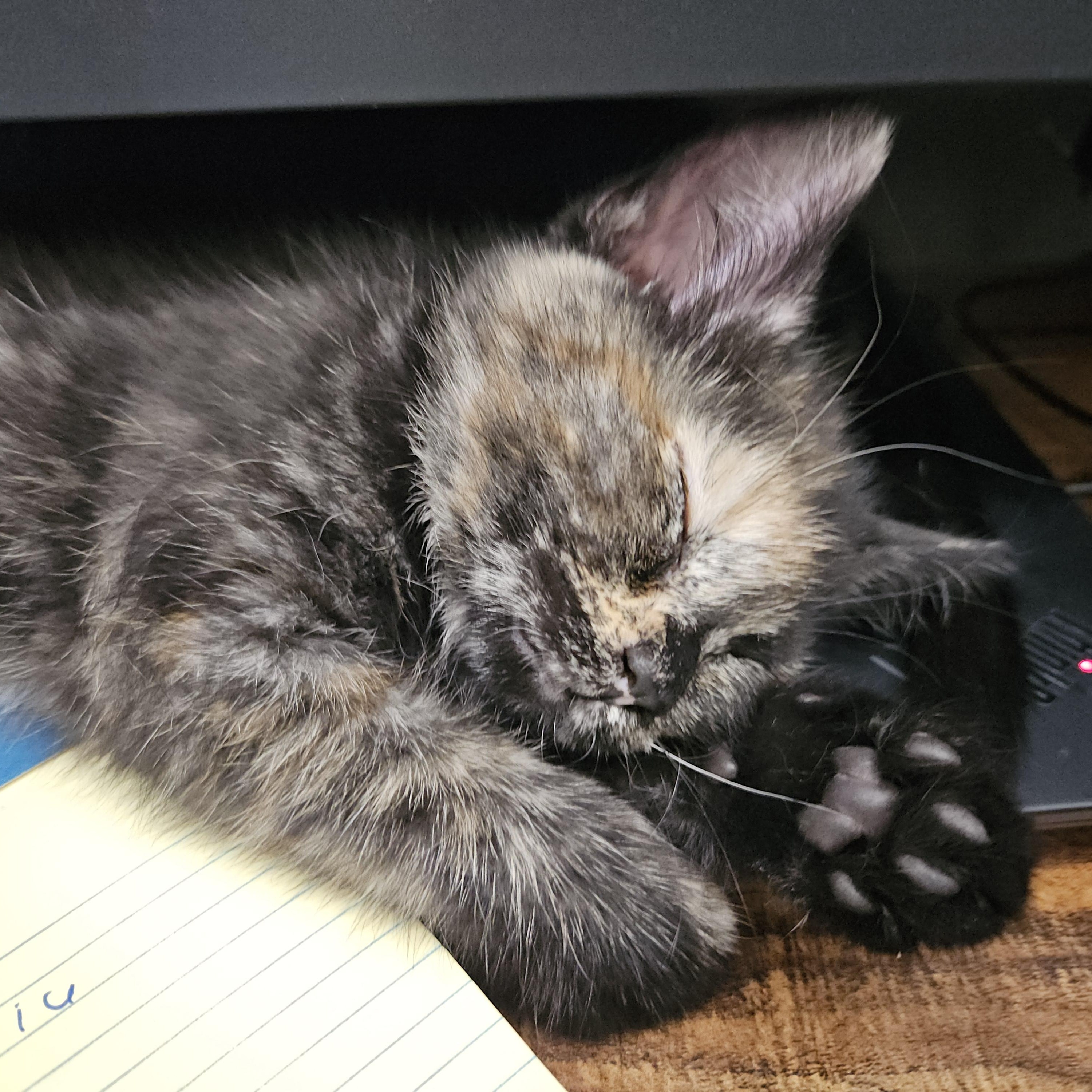 Brookie, ADOPTABLE, Kitten Female Domestic Short Hair.