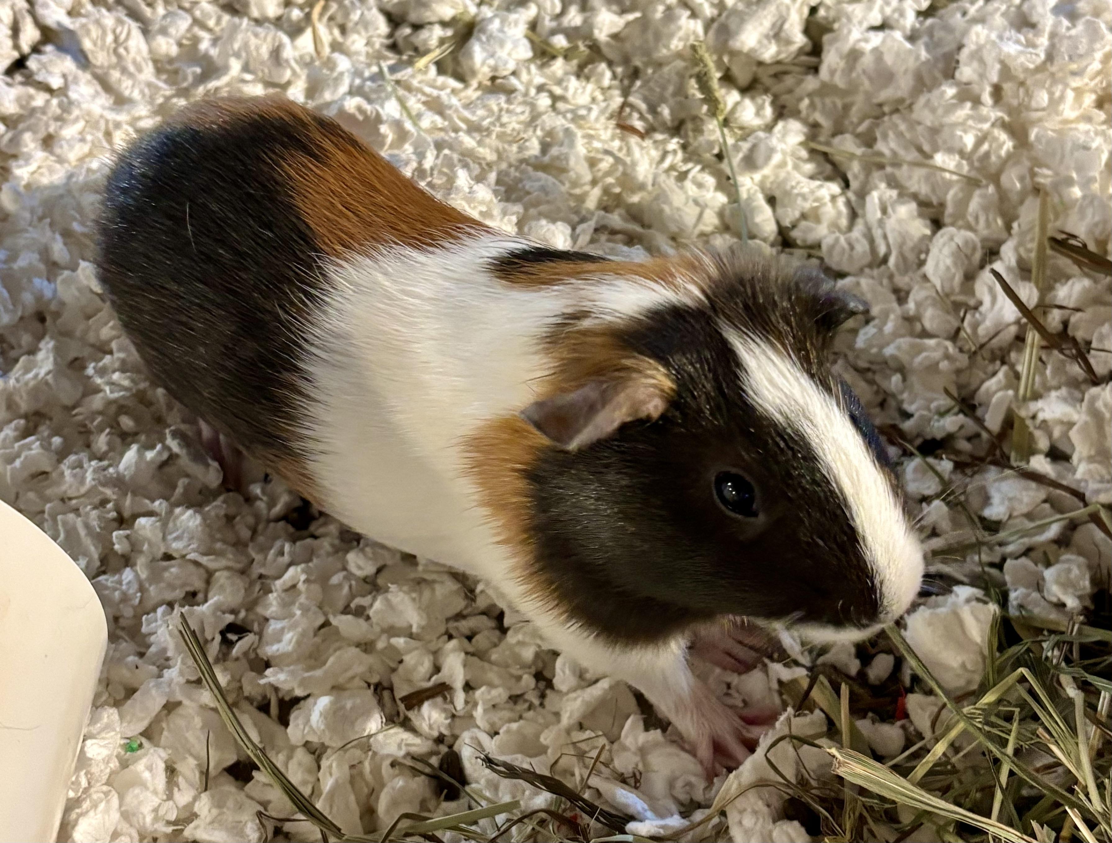 Checkers, adopted, Young Female Guinea Pig.