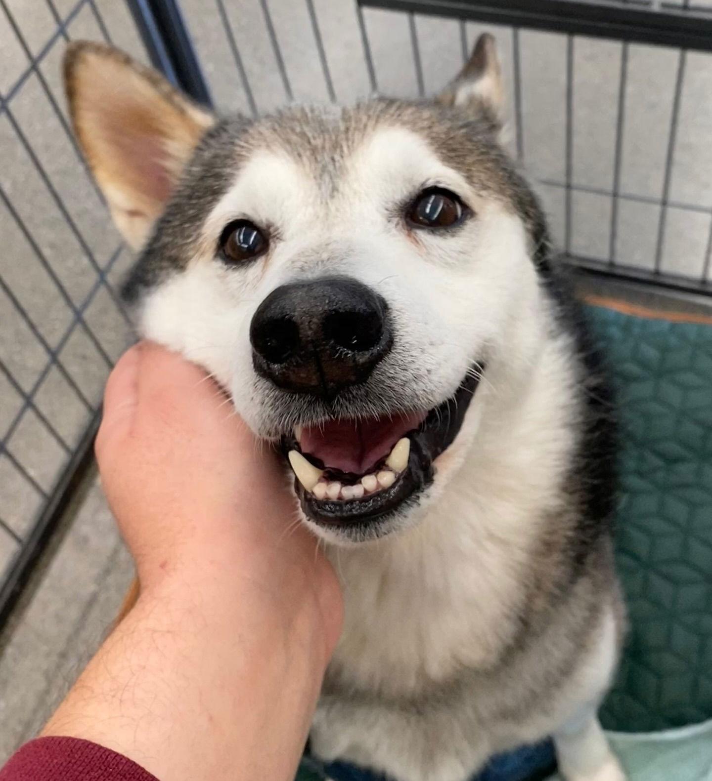 Kodi, Adoptable, Adult Male Shiba Inu.