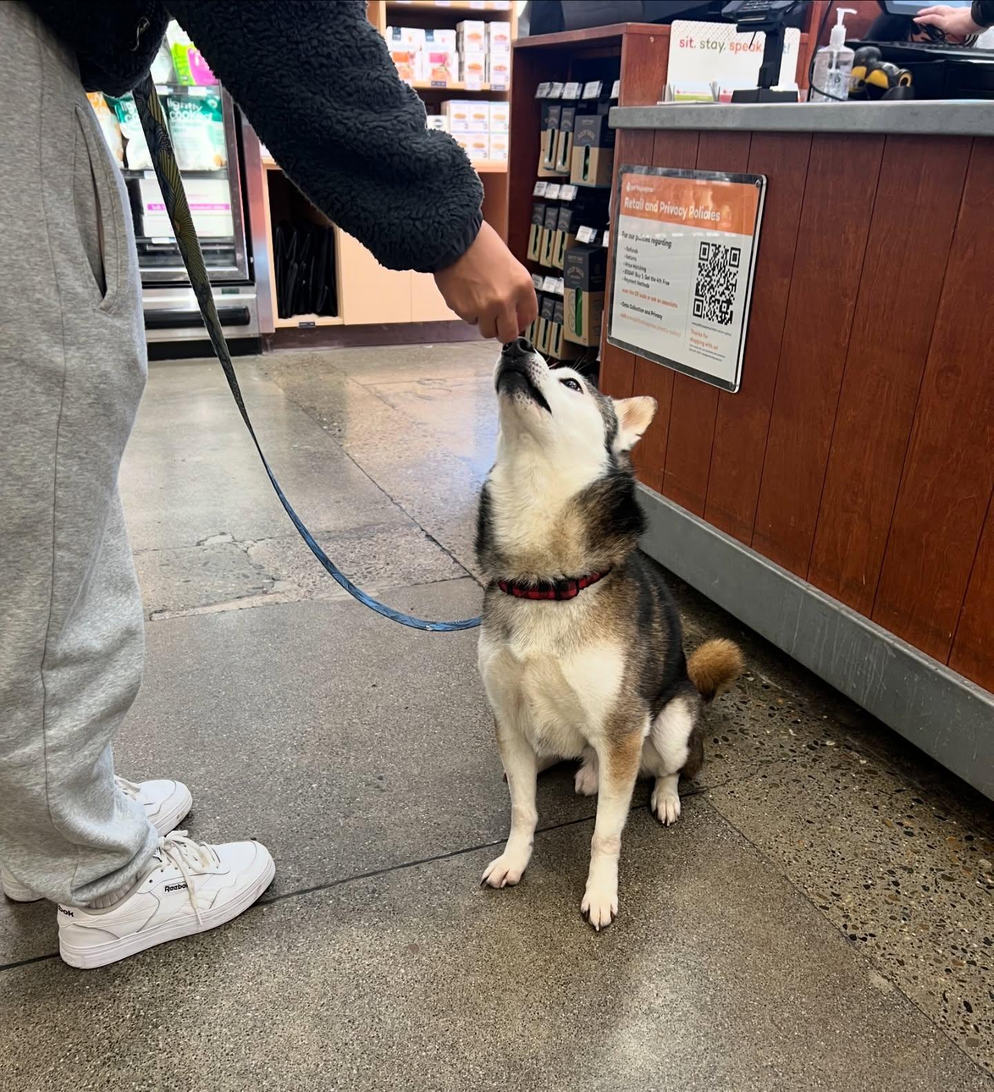 Enlarge Kodi, a Adoptable Shiba Inu in Davis, CA image 2/3