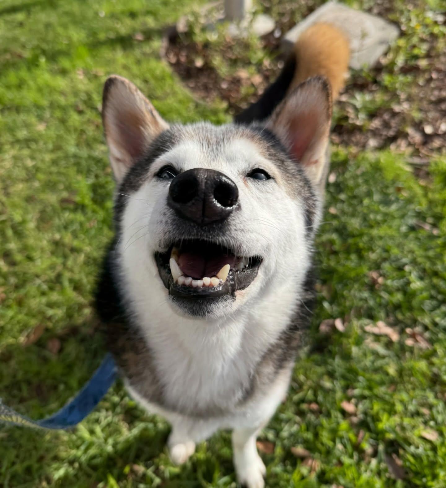 Enlarge Kodi, a Adoptable Shiba Inu in Davis, CA image 3/3