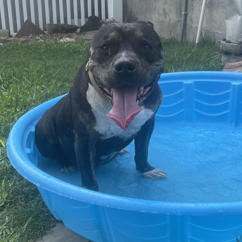 Abraham, Adoptable, Senior Male Pit Bull Terrier.