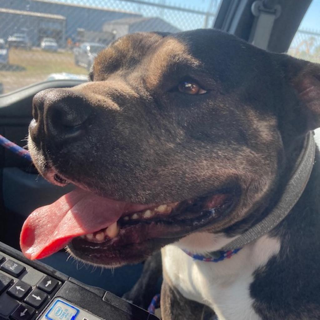 Enlarge Abraham, a Adoptable Pit Bull Terrier in Galveston, TX image 2/6