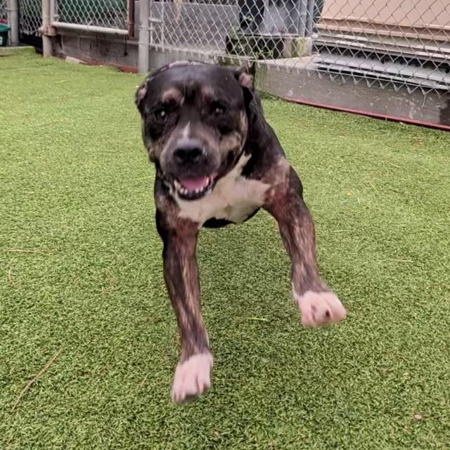 Enlarge Abraham, a Adoptable Pit Bull Terrier in Galveston, TX image 3/6