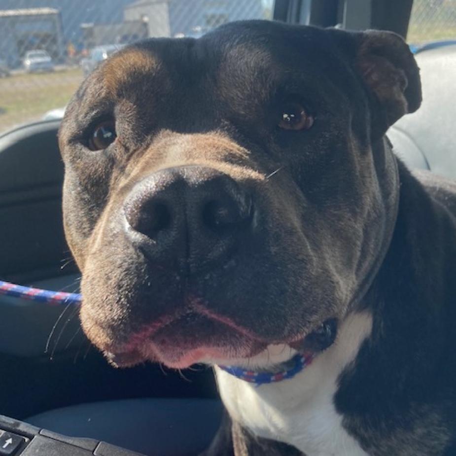 Enlarge Abraham, a Adoptable Pit Bull Terrier in Galveston, TX image 4/6