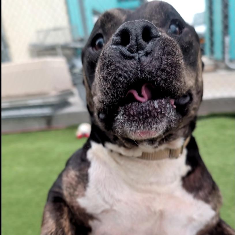 Enlarge Abraham, a Adoptable Pit Bull Terrier in Galveston, TX image 5/6