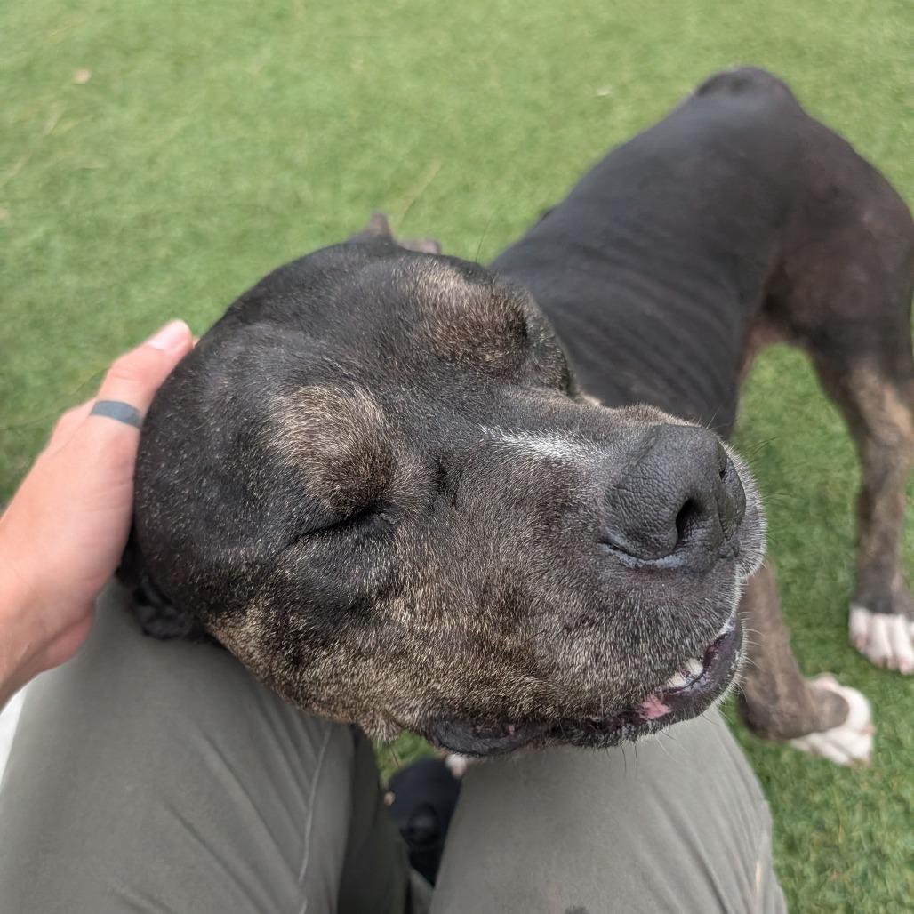 Enlarge Abraham, a Adoptable Pit Bull Terrier in Galveston, TX image 6/6