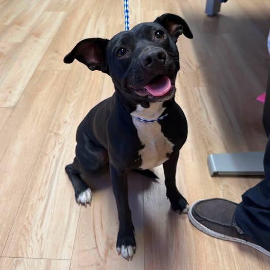 26-1256, Adoptable, Young Female Chihuahua & Pit Bull Terrier.
