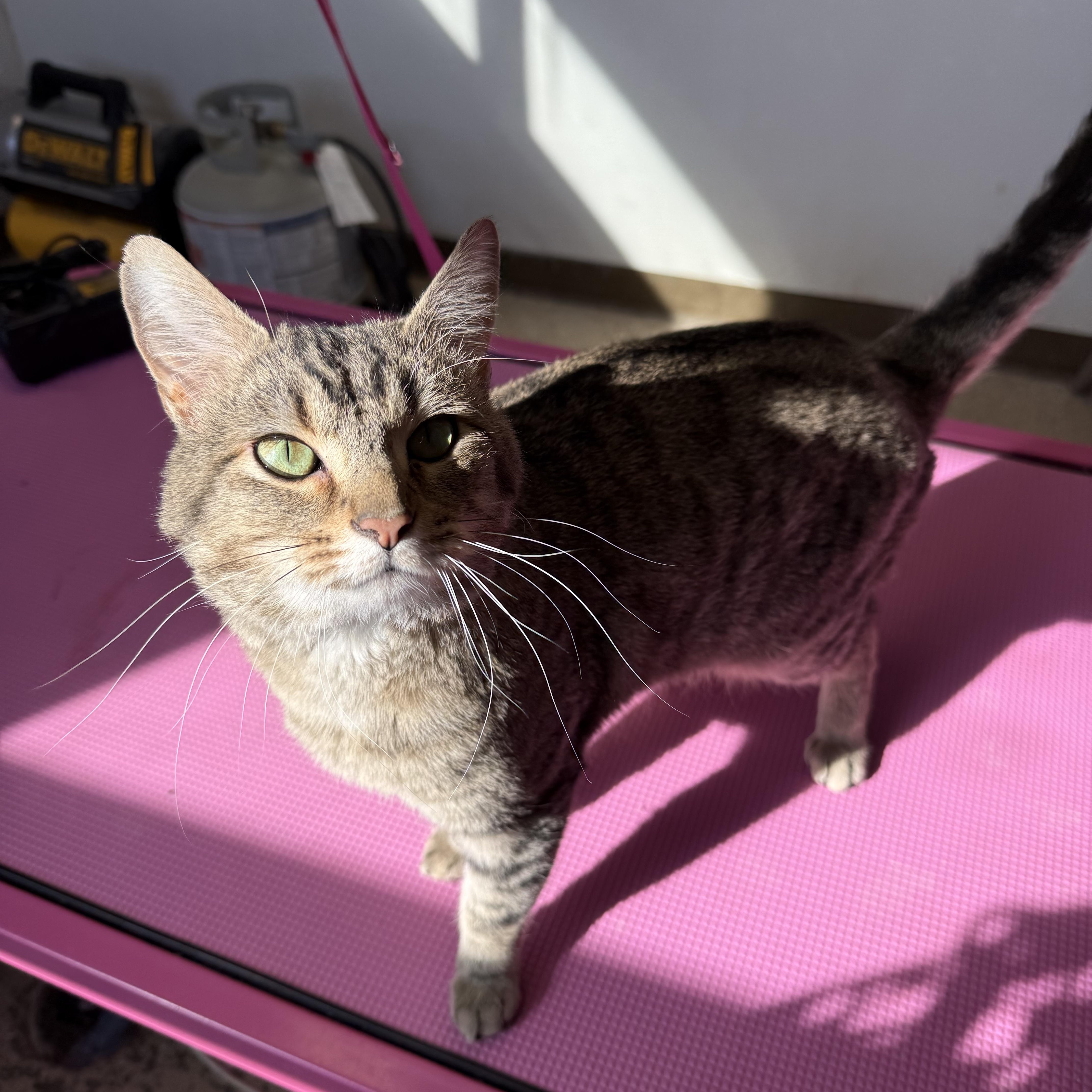 Enlarge Cousin Eddie, a ADOPTABLE Tabby in Xenia, OH image 2/2