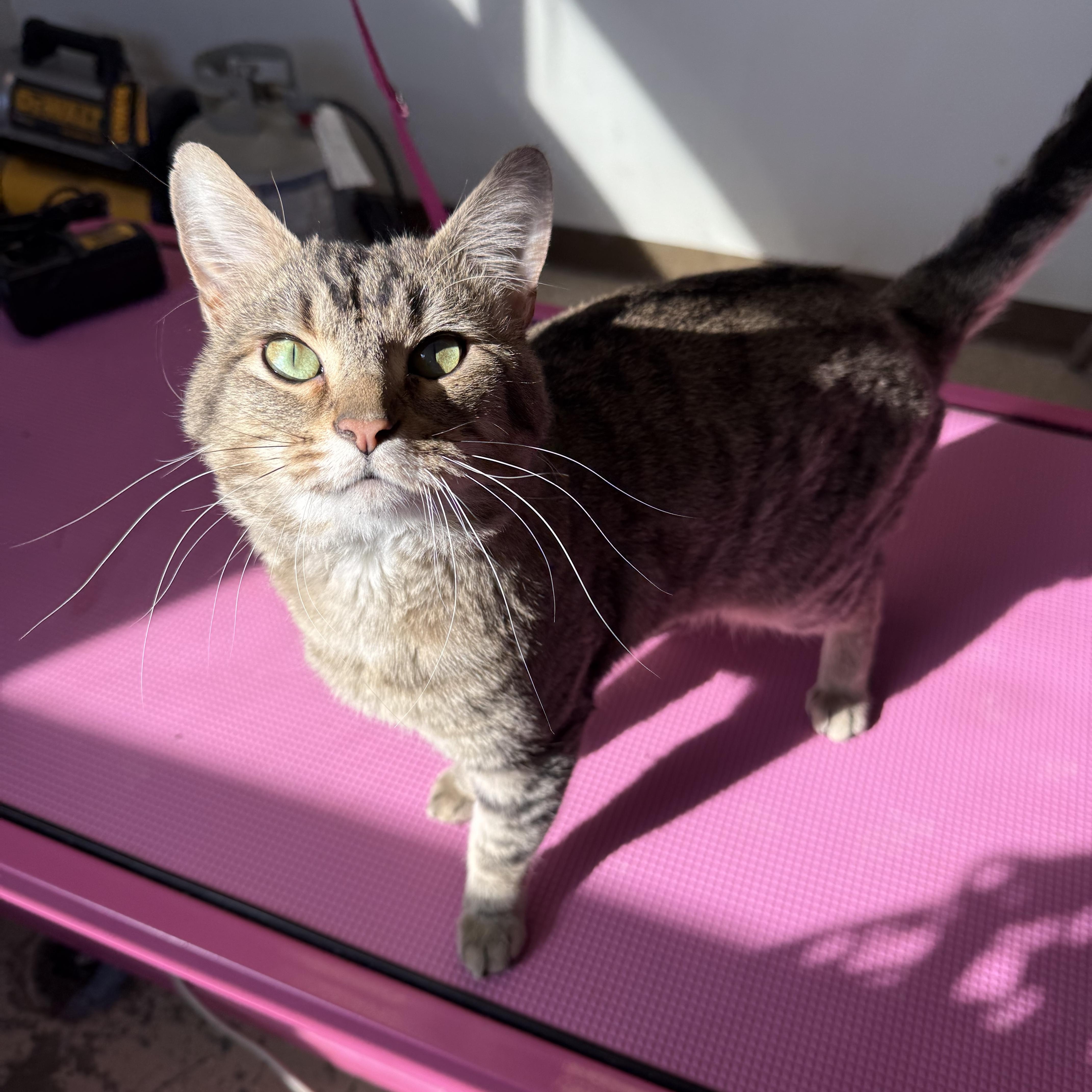 Cousin Eddie, ADOPTABLE, Adult Male Tabby.