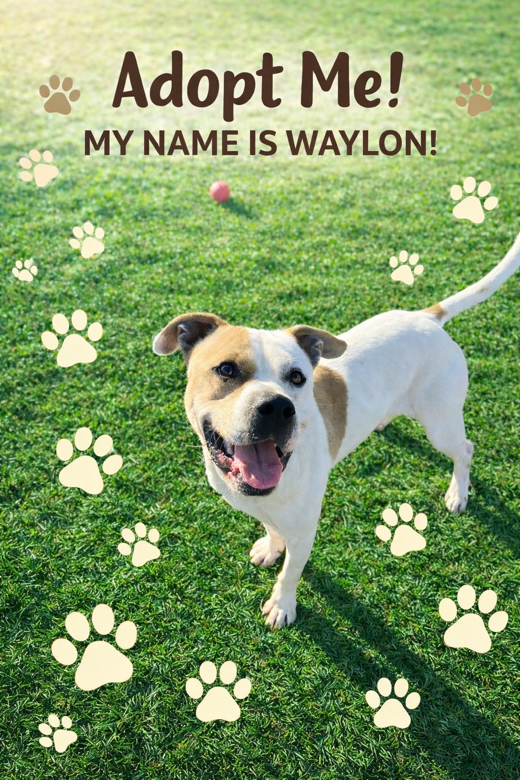 Enlarge Pound Dog-Waylon #188058 Courtesy Listing, a Adoptable Pit Bull Terrier in Rootstown, OH image 1/3