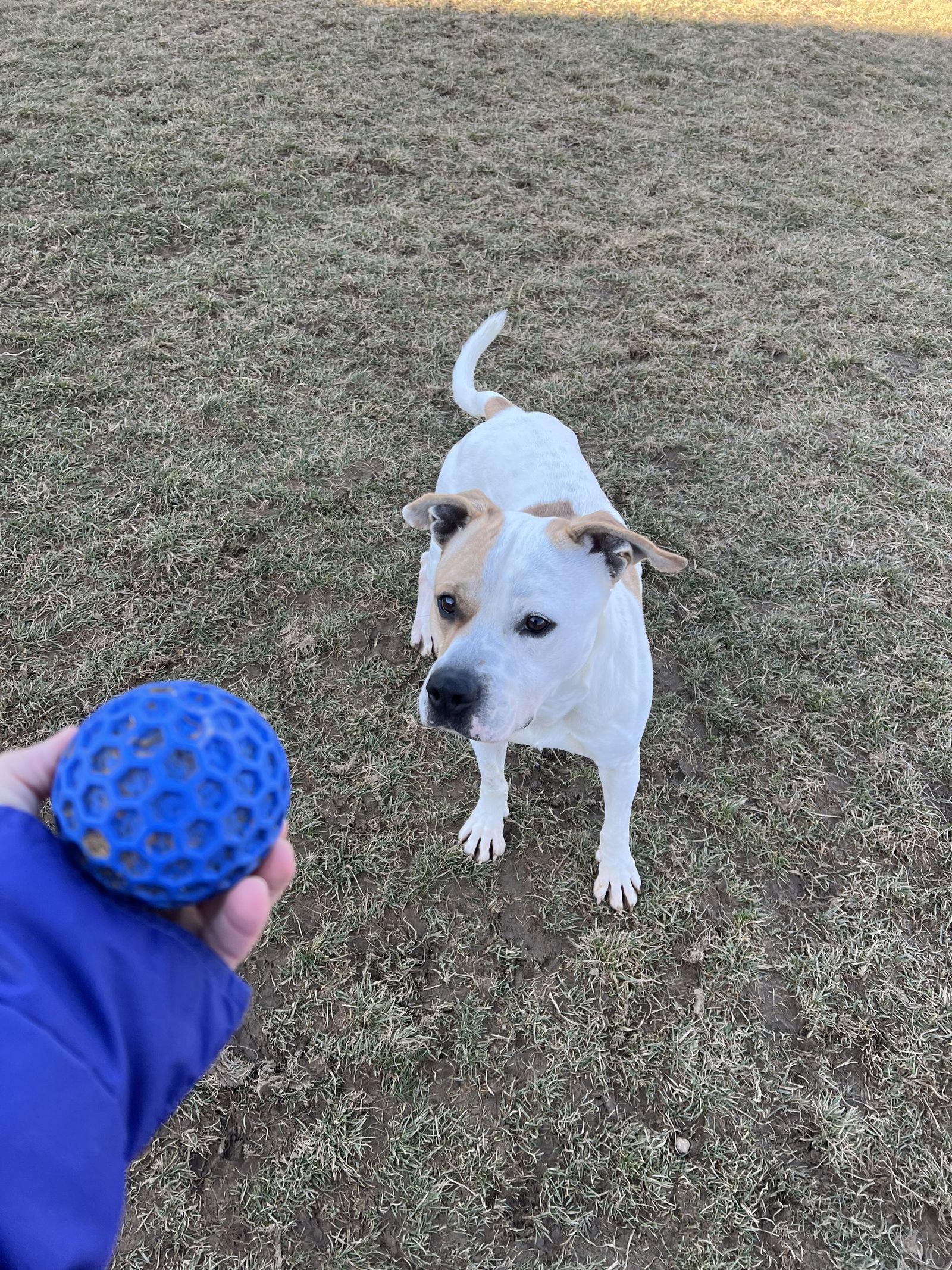 Pound Dog-Waylon #188058 Courtesy Listing, Adoptable, Young Male Pit Bull Terrier.