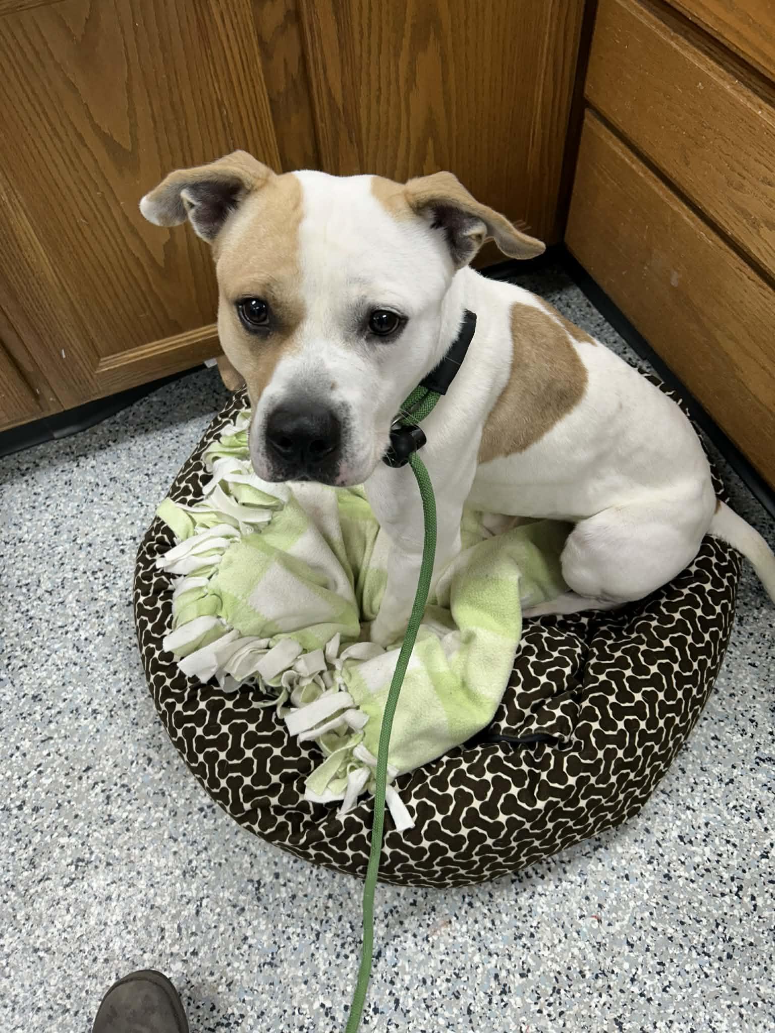 Enlarge Pound Dog-Waylon #188058 Courtesy Listing, a Adoptable Pit Bull Terrier in Rootstown, OH image 3/3