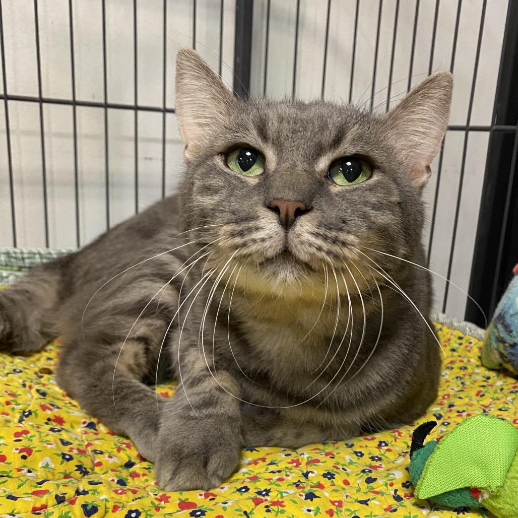 Dorin, Adoptable, Adult Male Domestic Short Hair.