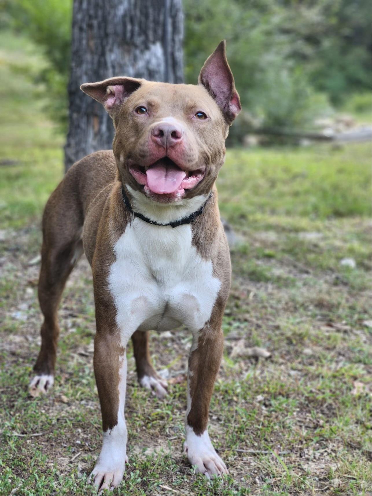 Peanut Butter , adopted, Adult Male Pit Bull Terrier.