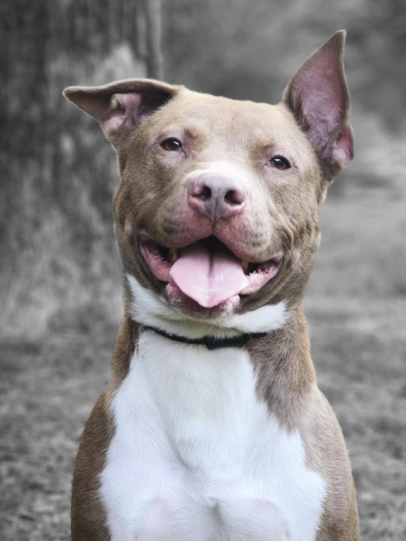 Enlarge Peanut Butter , an adopted Pit Bull Terrier in Huntersville , NC image 5/5