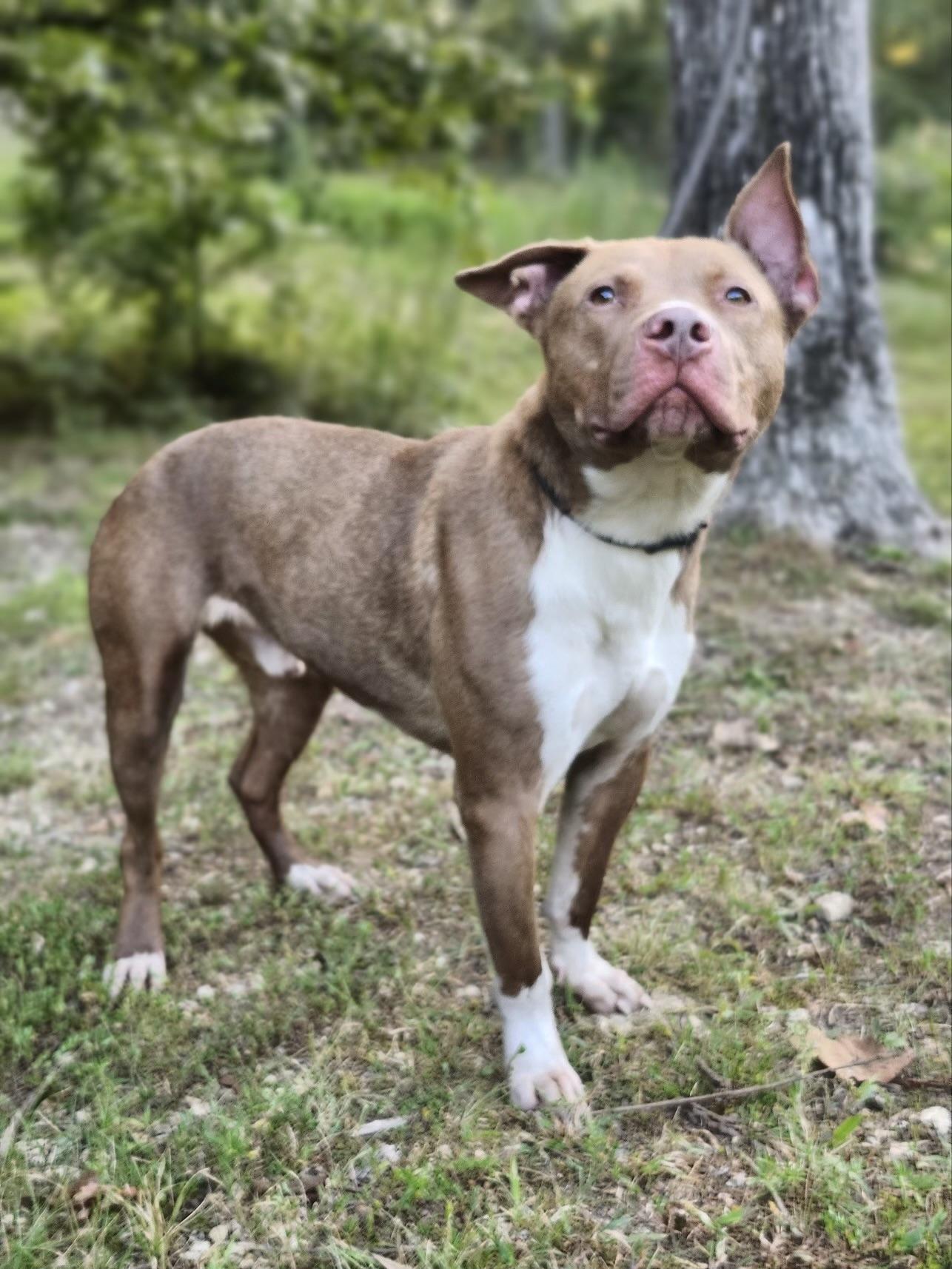 Enlarge Peanut Butter , an adopted Pit Bull Terrier in Huntersville , NC image 3/5