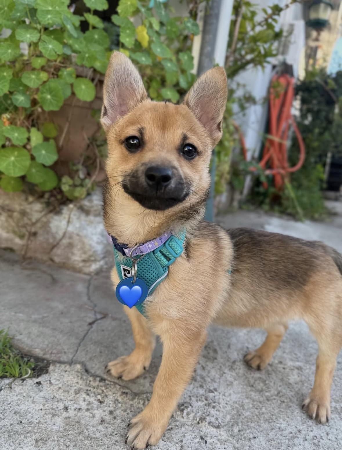 Mouse, adopted, Puppy Male Shiba Inu.