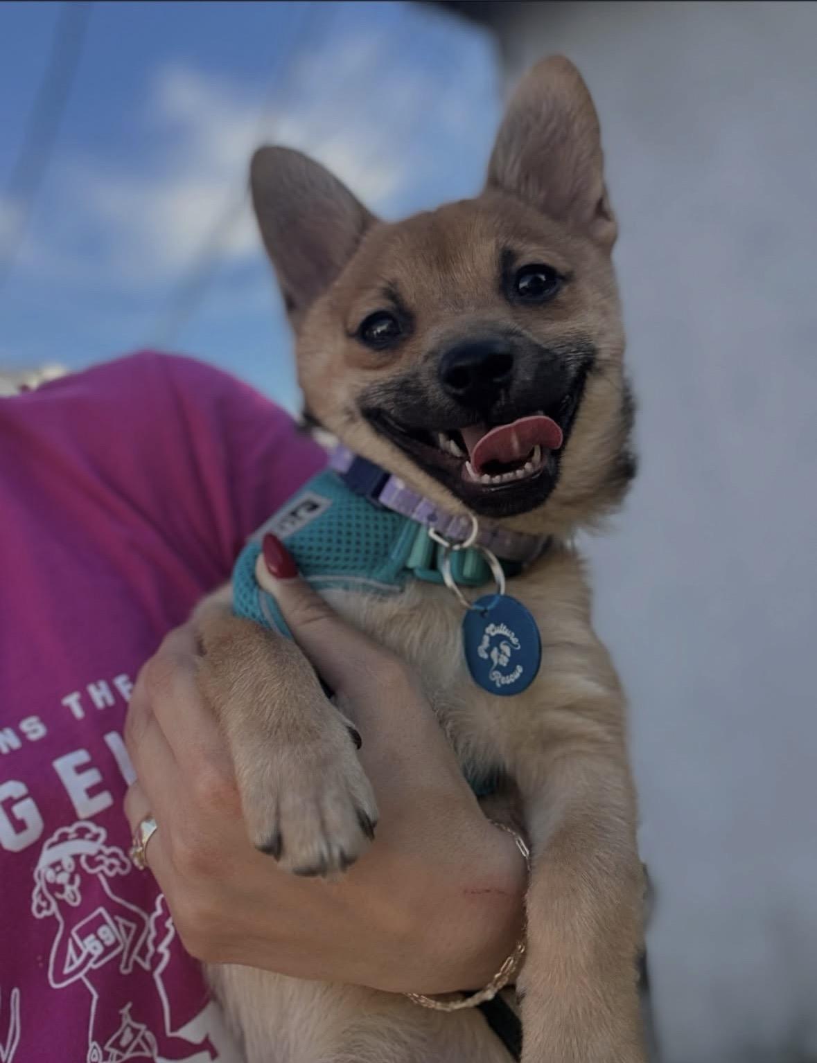 Enlarge Mouse, an adopted mixed breed in Pasadena, CA image 4/6