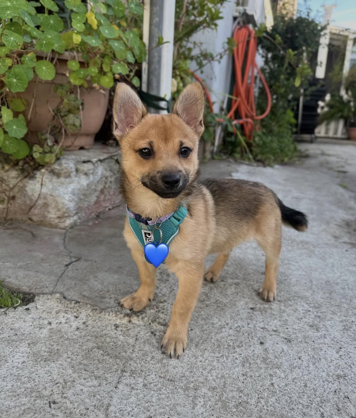 Enlarge Mouse, an adopted mixed breed in Pasadena, CA image 3/6