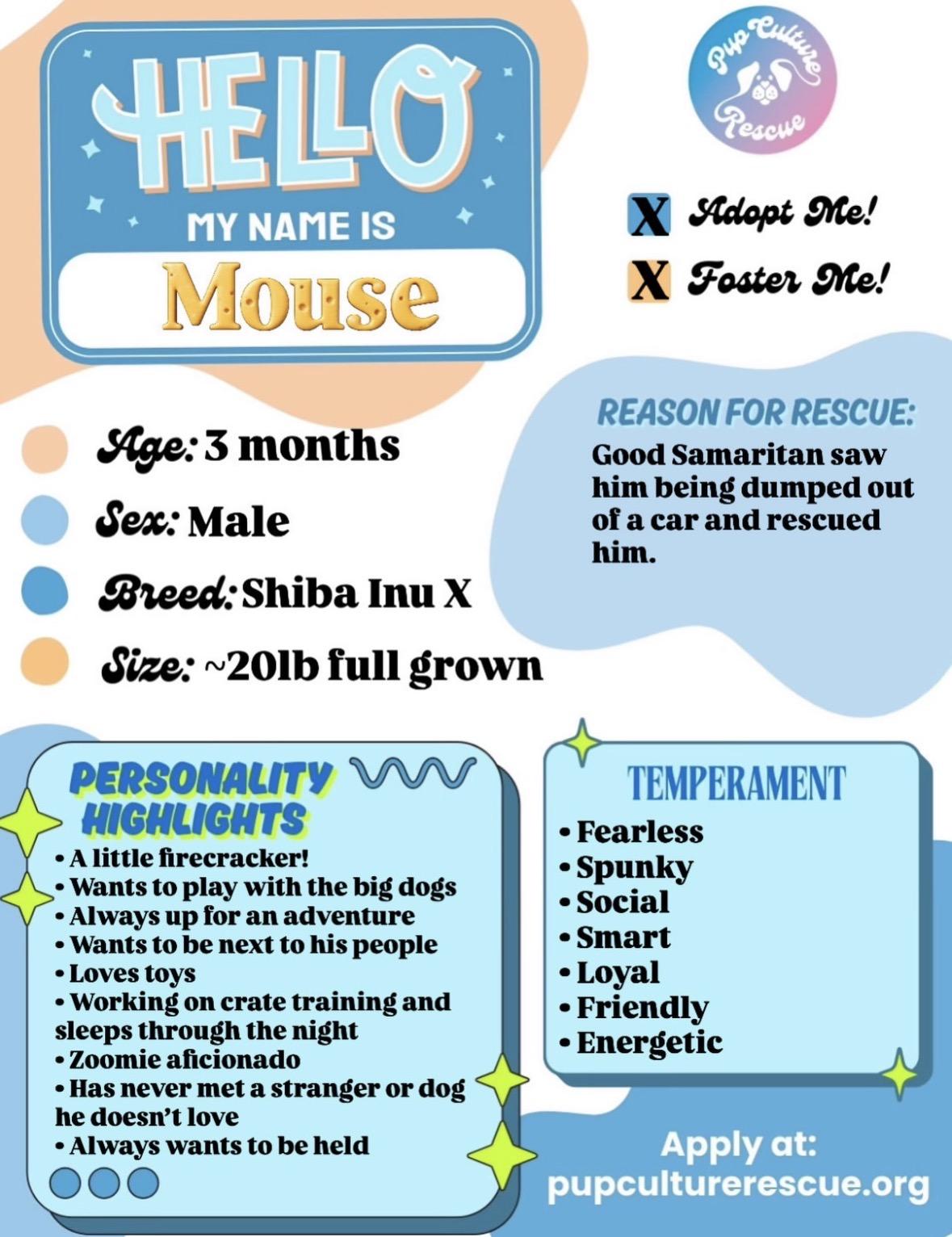 Enlarge Mouse, an adopted mixed breed in Pasadena, CA image 2/6