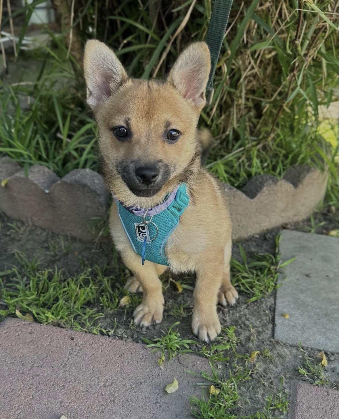 Enlarge Mouse, an adopted mixed breed in Pasadena, CA image 5/6