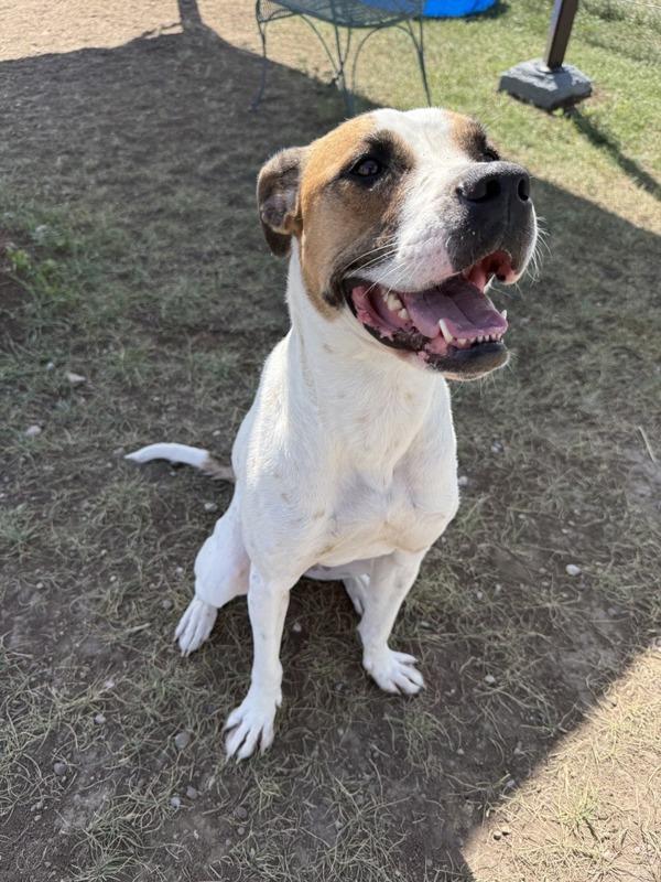 Enlarge Maple, a Adoptable mixed breed in Great Falls, MT image 1/1