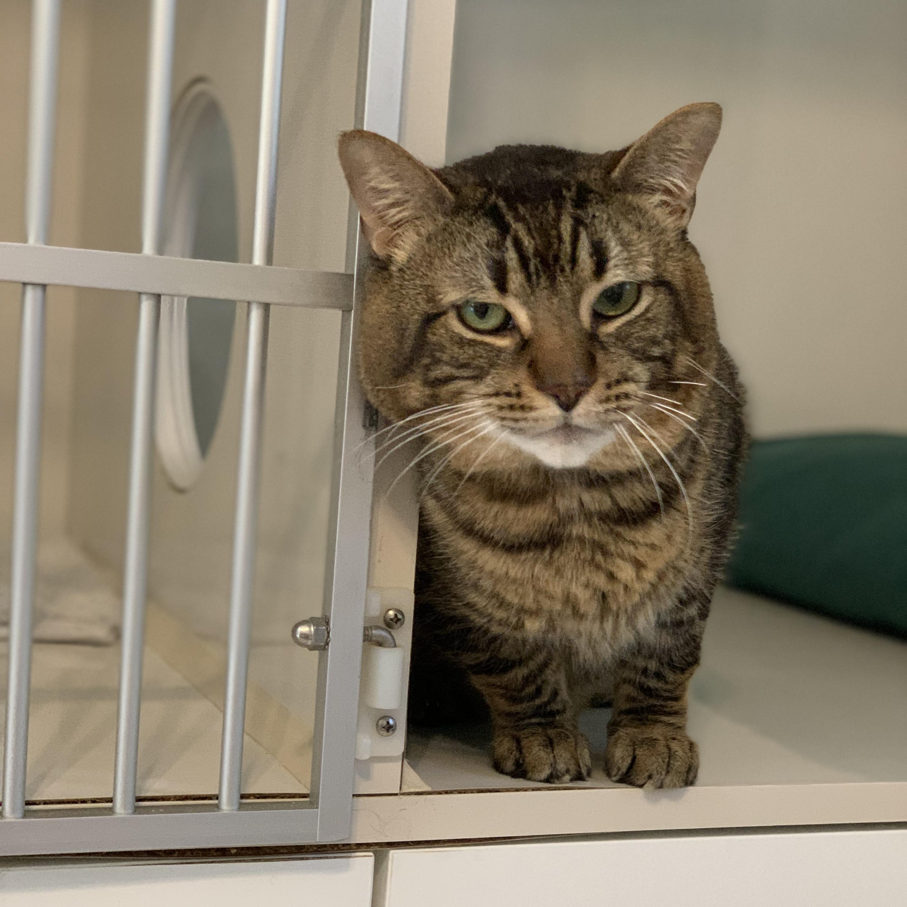 Gunner, Adult Male Domestic Short Hair