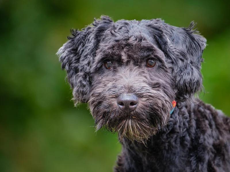Enlarge Finn, a Adoptable Goldendoodle in Pointe-Fortune, QC image 3/4