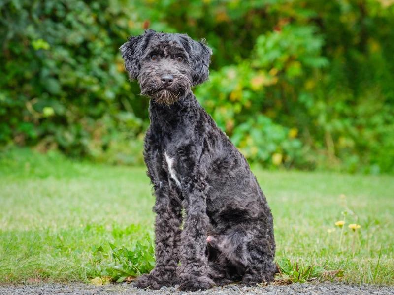 Enlarge Finn, a Adoptable Goldendoodle in Pointe-Fortune, QC image 2/4