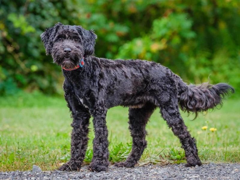 Enlarge Finn, a Adoptable Goldendoodle in Pointe-Fortune, QC image 4/4
