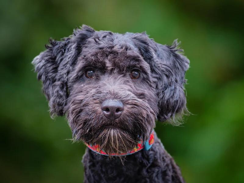 Finn, Adoptable, Young Male Goldendoodle.