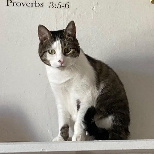 Pusheen, a ADOPTABLE Domestic Short Hair in Bayonne, NJ image 1/3