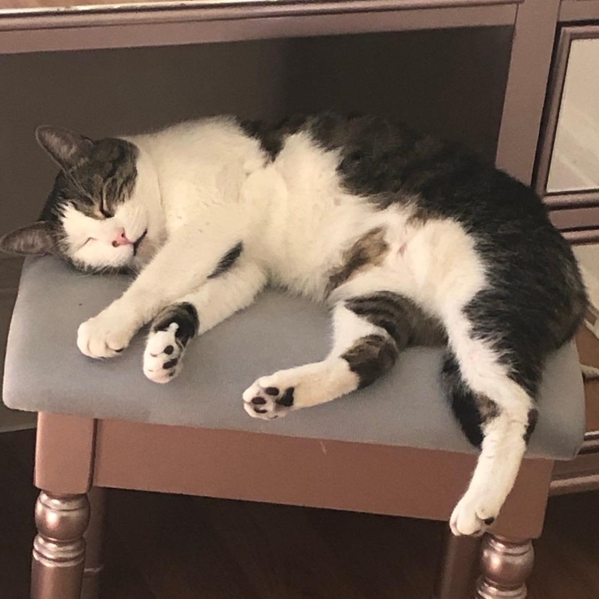 Pusheen, a ADOPTABLE Domestic Short Hair in Bayonne, NJ image 2/3