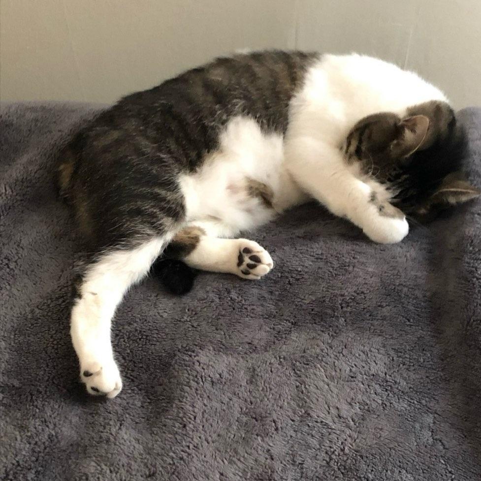 Pusheen, a ADOPTABLE Domestic Short Hair in Bayonne, NJ image 3/3