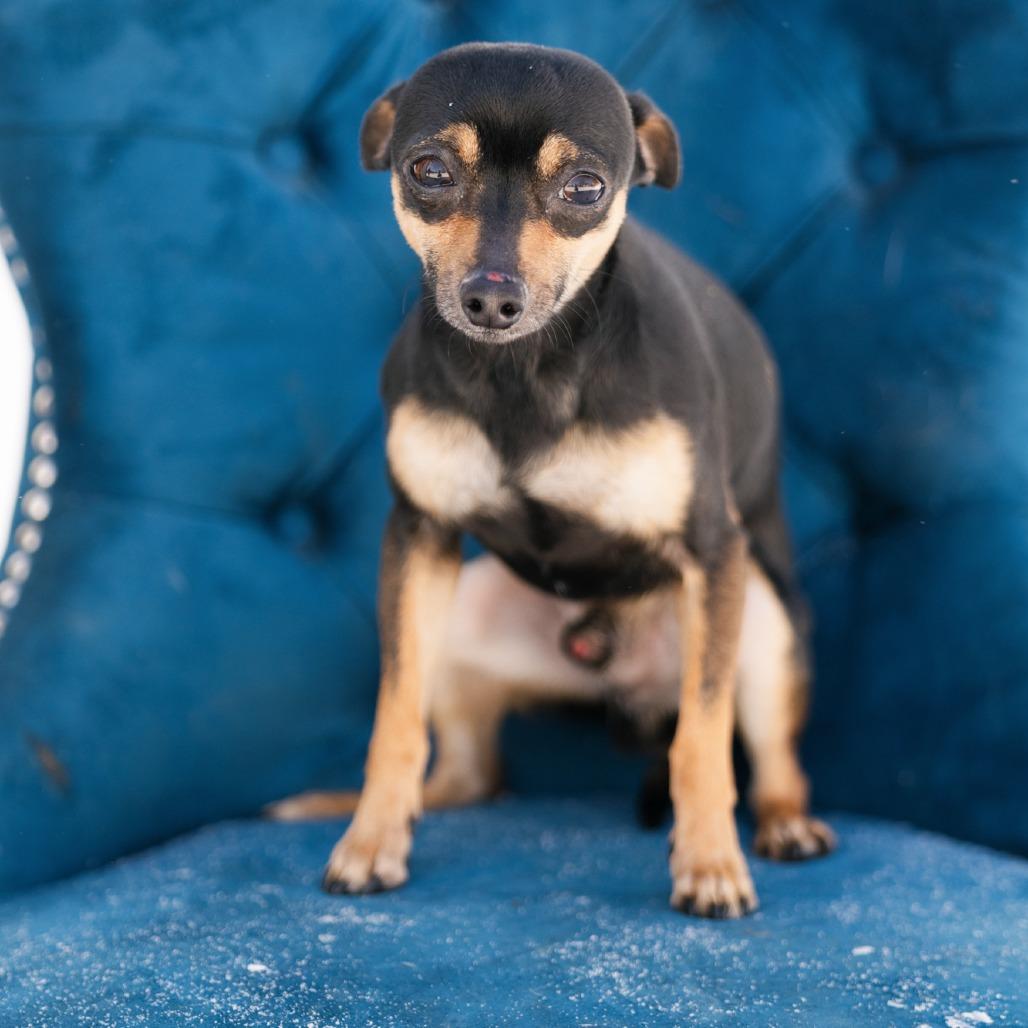 Francisco, ADOPTABLE, Adult Male Chihuahua.