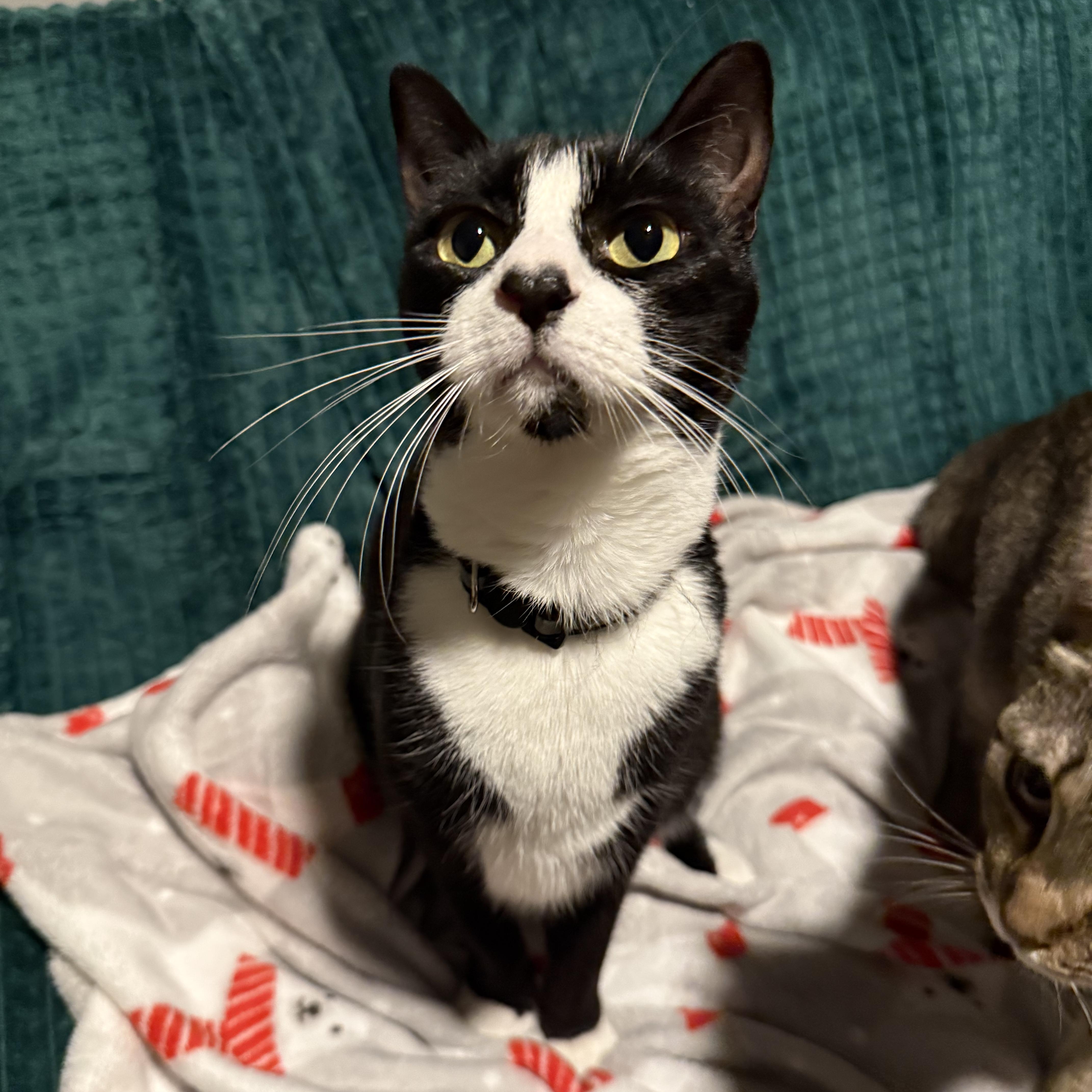 Amor, Adoptable, Adult Male Domestic Short Hair.