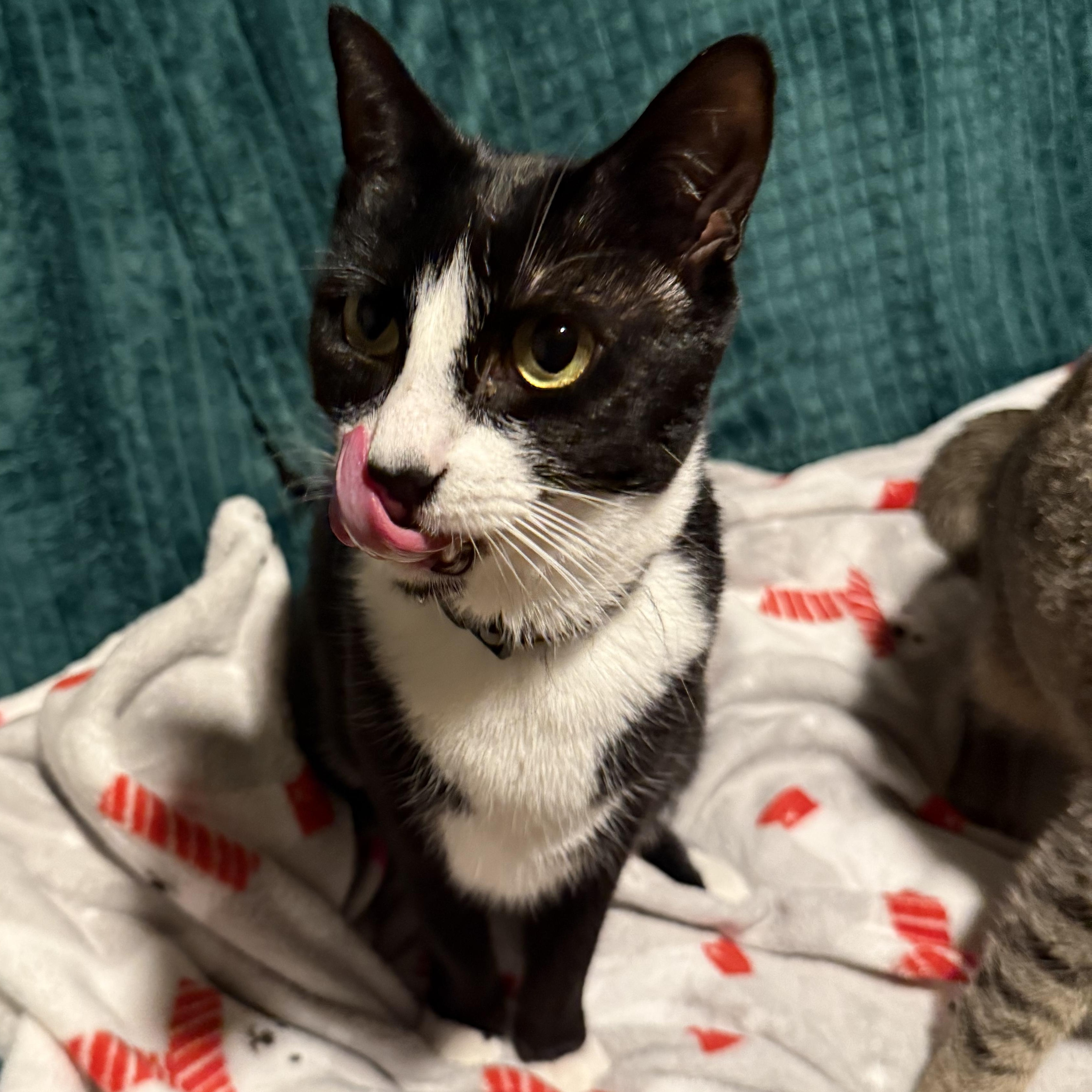 Enlarge Amor, a Adoptable Domestic Short Hair in Kissimmee, FL image 2/3