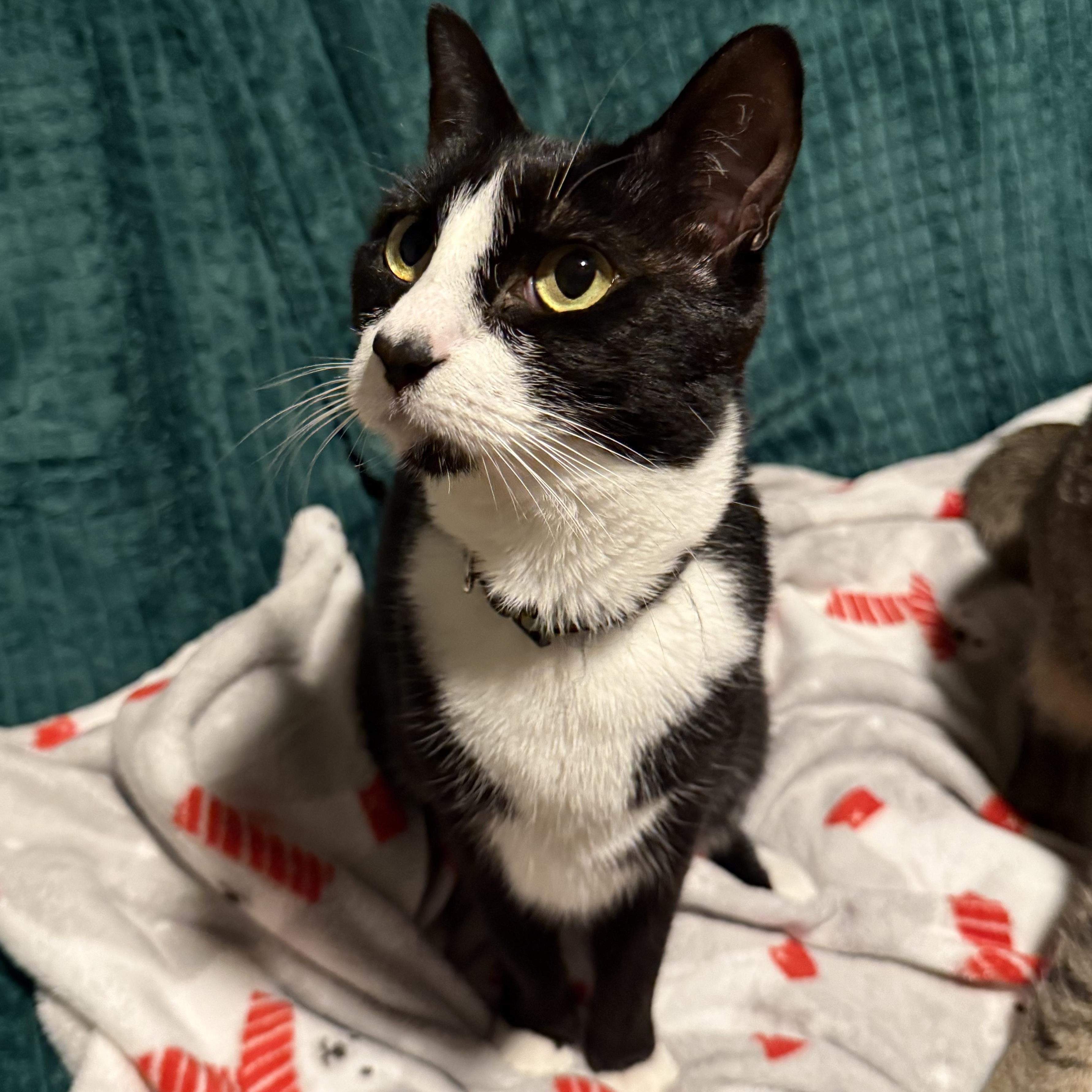 Enlarge Amor, a Adoptable Domestic Short Hair in Kissimmee, FL image 3/3