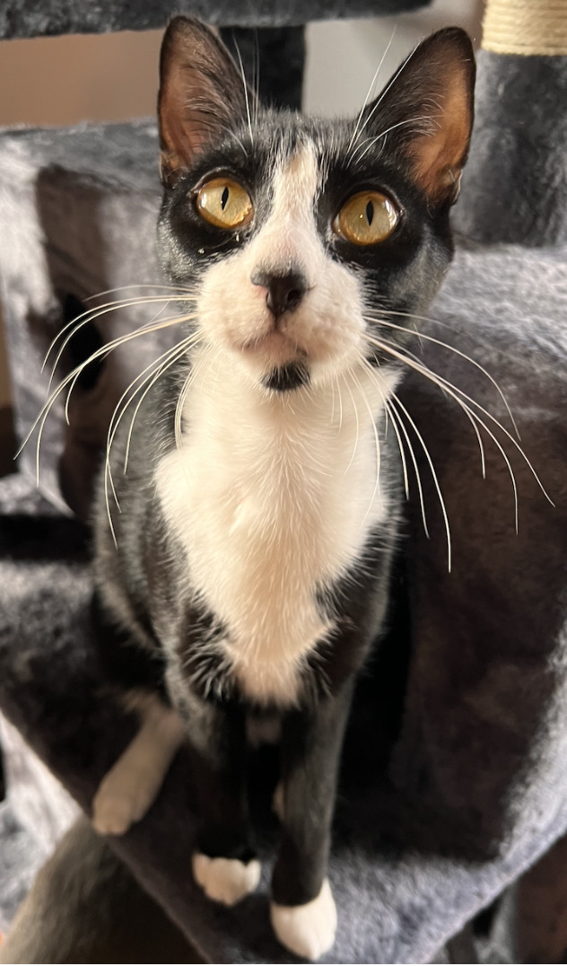 Enlarge Amor, a Adoptable Domestic Short Hair in Kissimmee, FL image 1/1