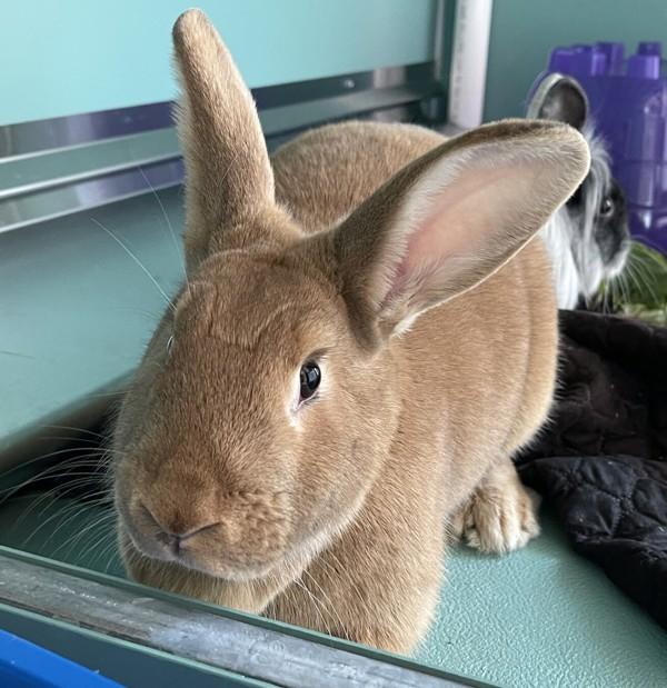 Clementine, Adoptable, Young Female American.