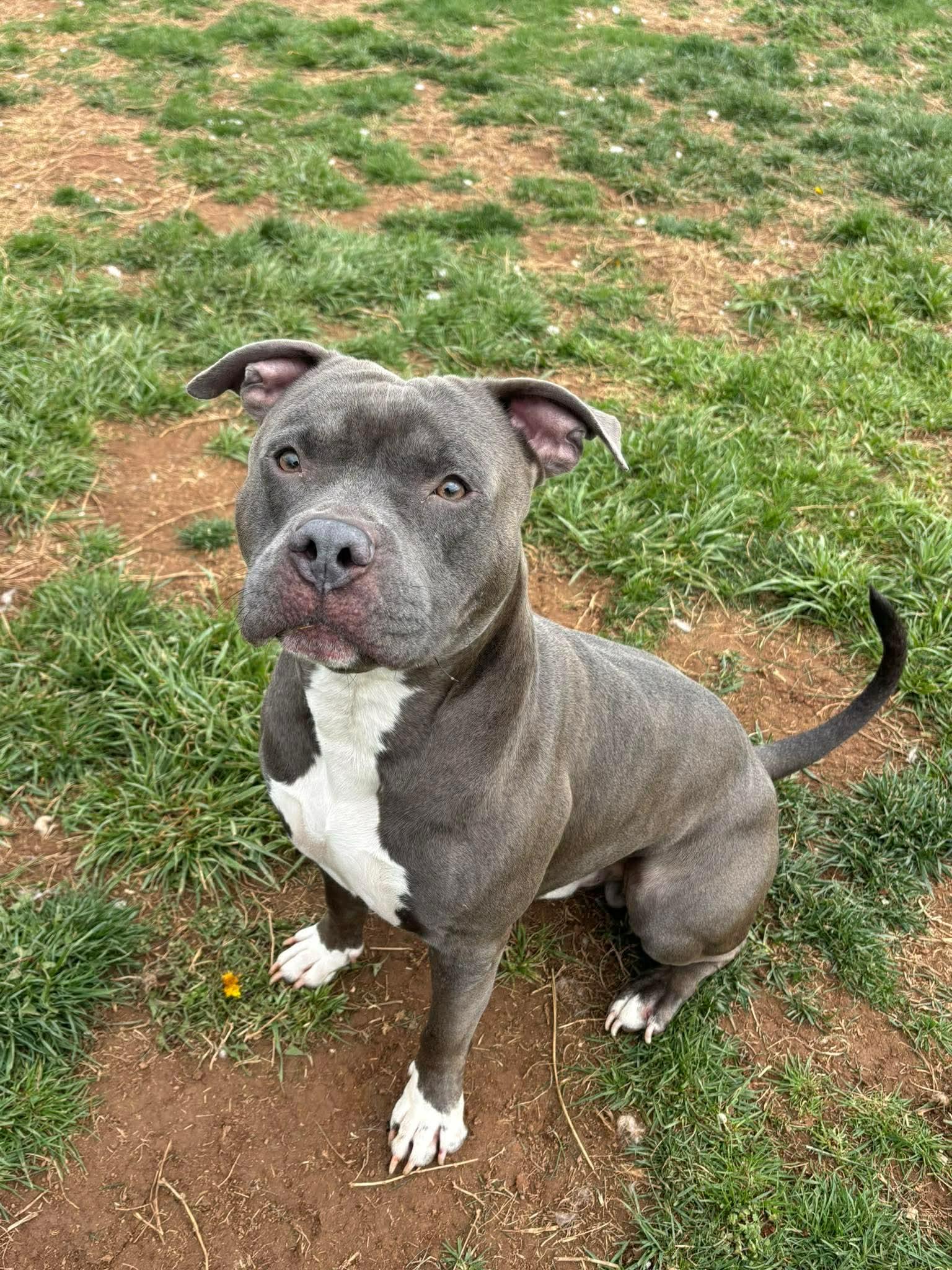 Enlarge Ash, a ADOPTABLE Pit Bull Terrier in Culpeper, VA image 2/6