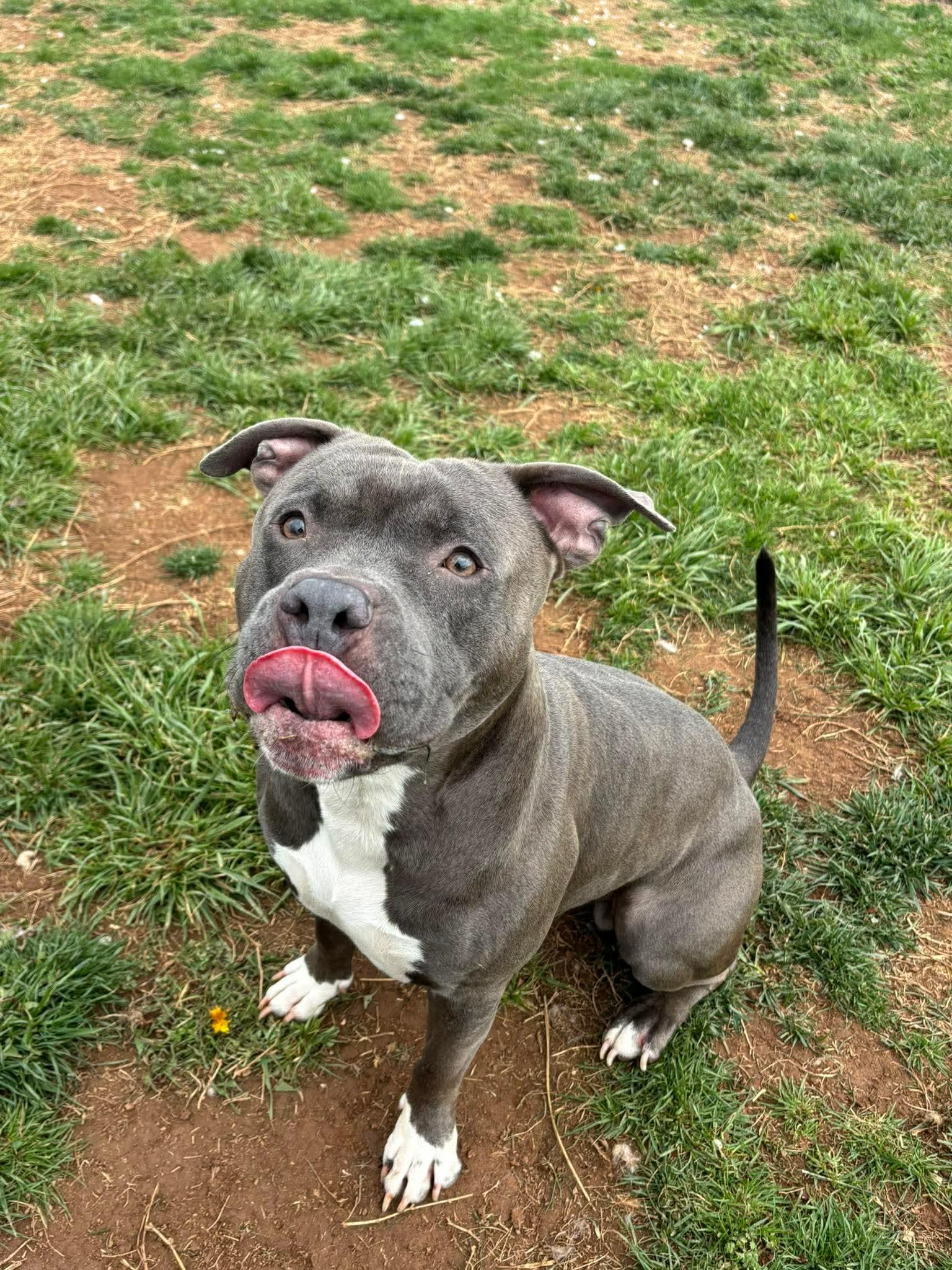 Enlarge Ash, a ADOPTABLE Pit Bull Terrier in Culpeper, VA image 3/6