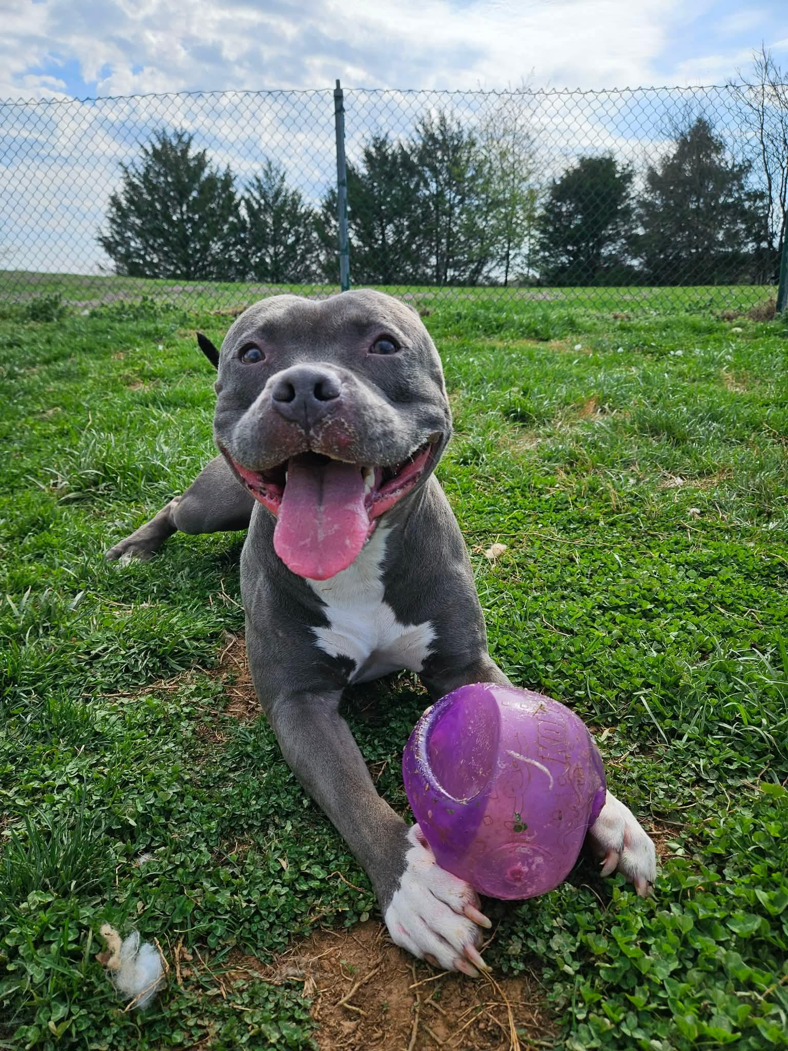 Enlarge Ash, a ADOPTABLE Pit Bull Terrier in Culpeper, VA image 1/6
