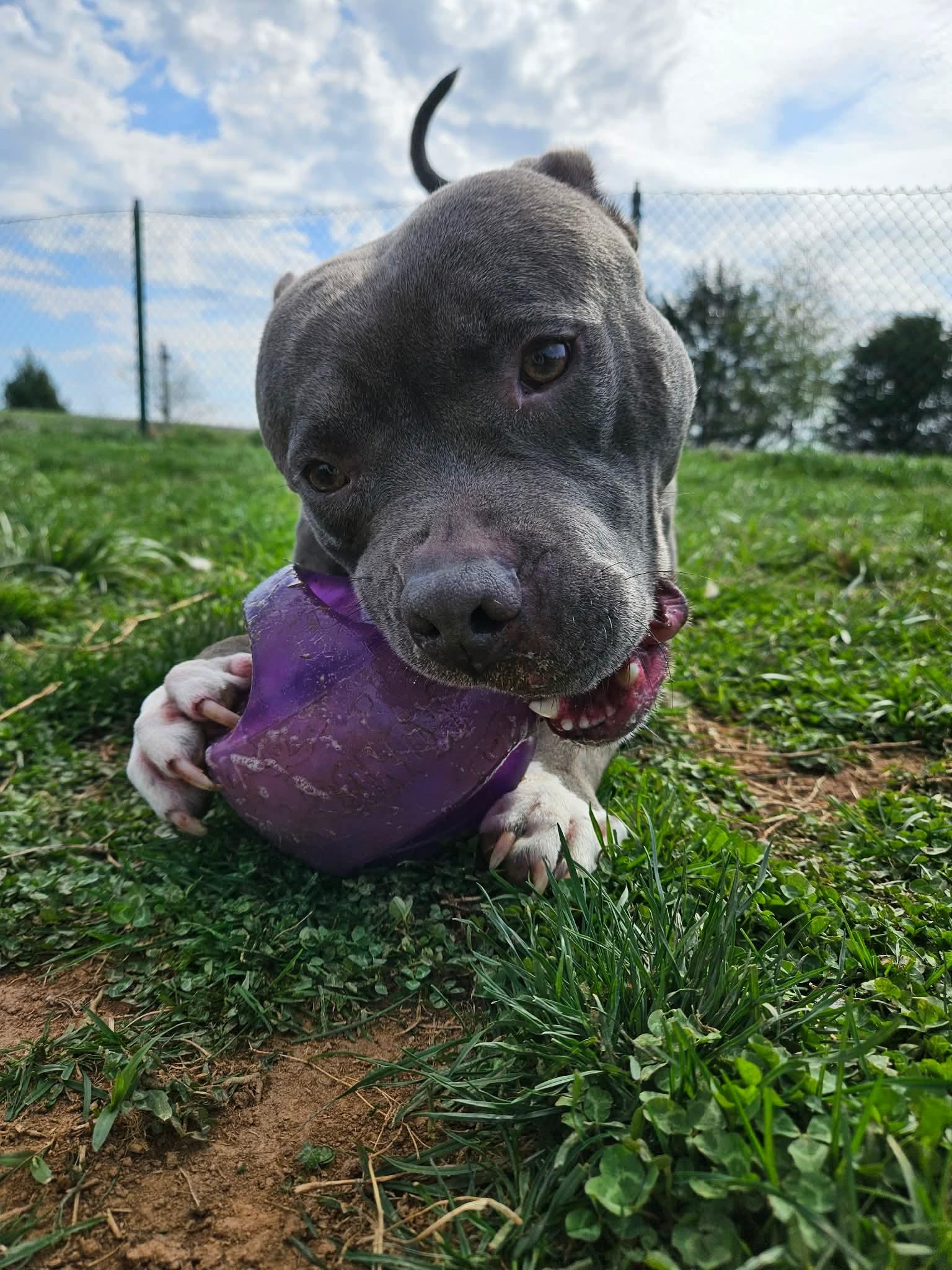 Enlarge Ash, a ADOPTABLE Pit Bull Terrier in Culpeper, VA image 4/6