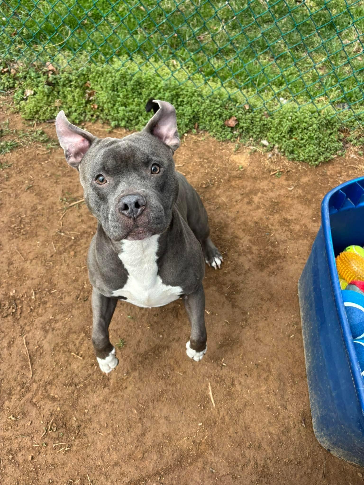 Enlarge Ash, a ADOPTABLE Pit Bull Terrier in Culpeper, VA image 5/6
