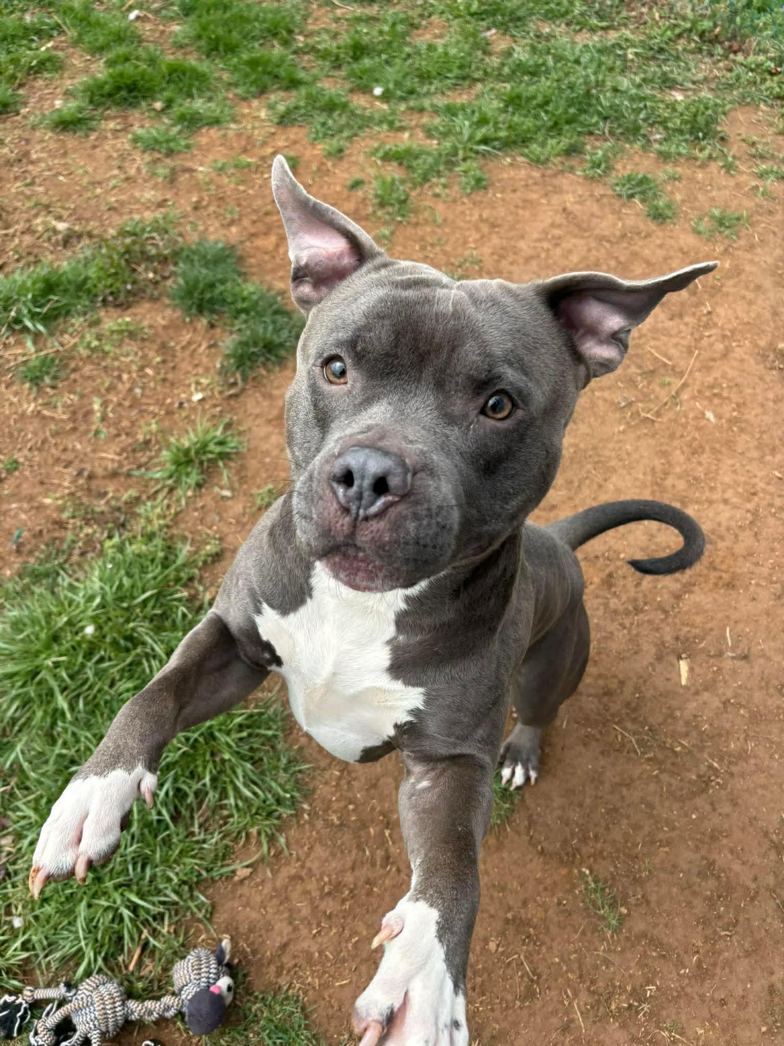 Enlarge Ash, a ADOPTABLE Pit Bull Terrier in Culpeper, VA image 6/6