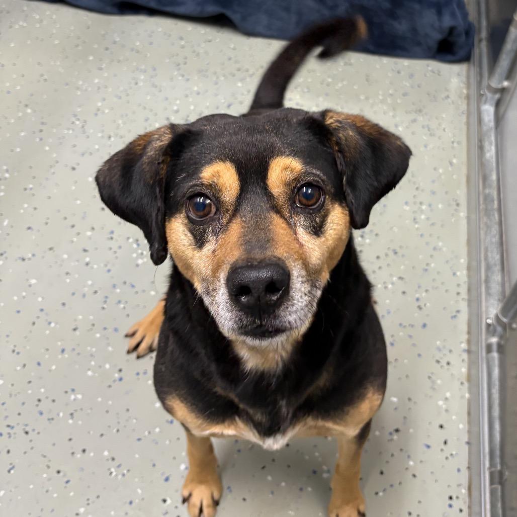 Buzz, Adoptable, Senior Male Beagle & Labrador Retriever.